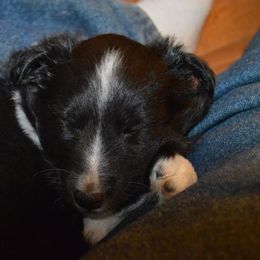 Shetland Sheepdog Puppies from Sunny Shelties