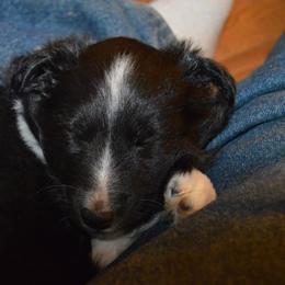 Shetland Sheepdog Puppies from Sunny Shelties