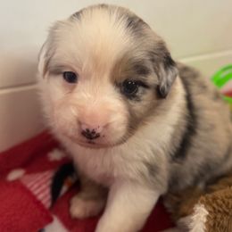 Vex - Blue merle female Australian Shepherd puppy in Rapid River, Michigan from Echolight Australian Shepherds