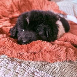 Newfoundland Puppies from Kinson Ridge Giants