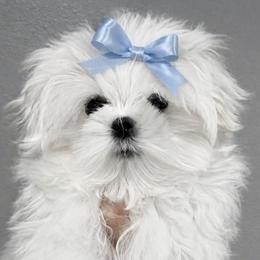 KOREAN DOLL FACE SNOWBALL TEACUP  2.3 pounds - White male Maltese puppy in Orlando, Florida from Denise’s Puppies