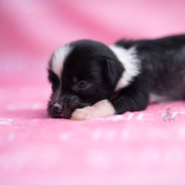 3rd pick Female - Black and white female Chinese Crested puppy in Kentucky from Qilin Chinese Crested