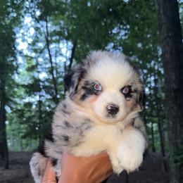 Poppy - Blue merle male Australian Shepherd puppy in Macon, Georgia from Shaina’s Shepherds
