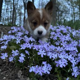 Pembroke Welsh Corgi Puppies from Trowbridge Corgis