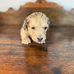 Weenie - Cream male Dachshund puppy in Squires, Missouri from Hudson’s Hounds