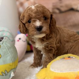 ANNIE - Brown female Cavapoo puppy in Dickerson, Maryland from Pawsome Aussie Doodles and Oodles