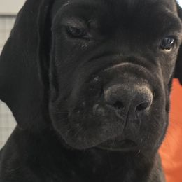 Blue Collar Boy - AKC and ICCF - Black male Cane Corso puppy in Gorman, Texas from McOmber Country Kennels
