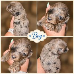 Tater - Dapple male Dachshund puppy in Strong, Arkansas from Dachshunds R Us