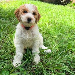 Maple - Parti female Goldendoodle puppy in Macclenny, Florida from Baker County Goldendoodles