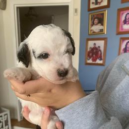 Pluto, black and white parti - Parti male Poodle puppy in Winter Haven, Florida from Herdez’s Poodles