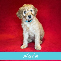 Nate - Goldendoodle puppy in Boise, Idaho from Doodle Waggle