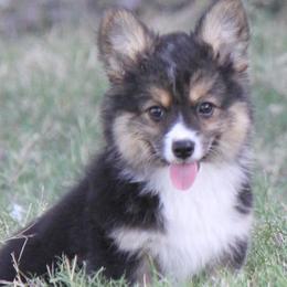 Black Tri Female - Black and tan female Pembroke Welsh Corgi puppy in Cameron, Texas from Moonstone Corgis & Frenchies