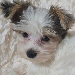 Zeus - Parti male Yorkshire Terrier puppy in Lebanon, Kentucky from Mosaic Merle Doodles