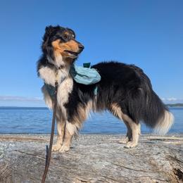 Woodpecker Farm the Gael (Blue 💙) - Scottish Collie puppy in Lynden, Washington from Woodpecker Farm