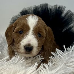 Black Female - Apricot female Goldendoodle puppy in Great Falls, Montana from Montana Goldendoodles
