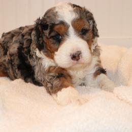 Roxy - Blue merle male Bernedoodle puppy in Narvon, Pennsylvania from Mahlon's Bernedoodles