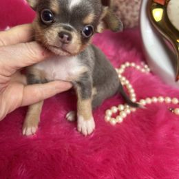 Sold - Blue male Chihuahua puppy in Manteca, California from Deb's Chihuahuas California