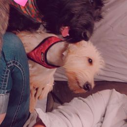 Dembe - Scottish Terrier