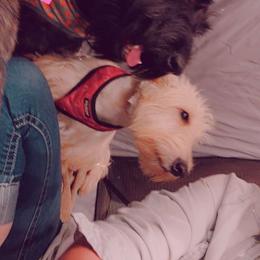 Dembe - Scottish Terrier