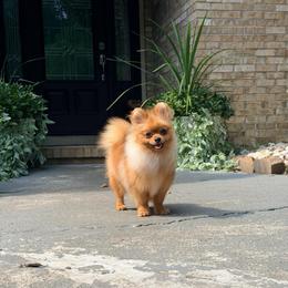 Milo - Red male Pomeranian puppy in Millstone Township, New Jersey from Couture_frenchies_and_pomeranian