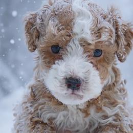 Jake - Red  male Poodle puppy in Orlando, Florida from Denise’s Puppies