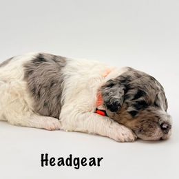 Headgear - Merle male Goldendoodle puppy in Milford, Pennsylvania from Doodles Are Golden