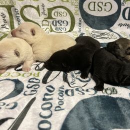 German Shepherd Puppies from Pocono GSD