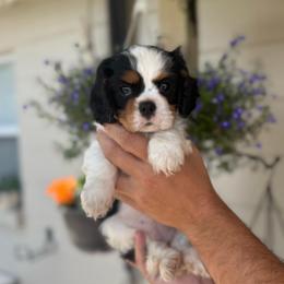 April - Tri-color female Cavalier King Charles Spaniel puppy in Mayo, Florida from Kingston’s Cavaliers
