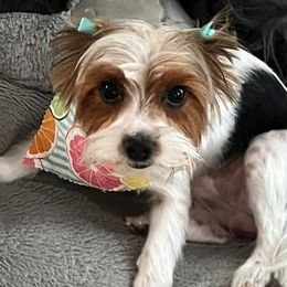 Callie - Yorkshire Terrier