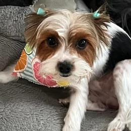 Callie - Yorkshire Terrier