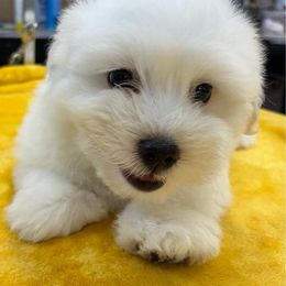 Coton de Tulear Puppies from Beethoven’s Cotons