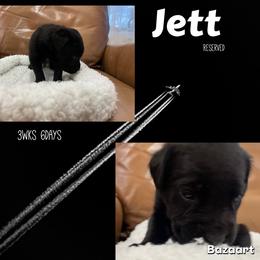 Jet - Black male Cane Corso puppy in San Isidro, Texas from MTZCC Ranch, LLC