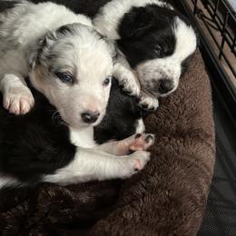 Border Collie Puppies from Roaring River Border Collies