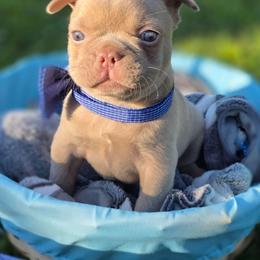 Ruger - Fawn brindle and white male French Bulldog puppy in Miami, Oklahoma from Destiny Jones