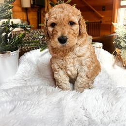 Goldendoodle Puppies from Lundee Doodles