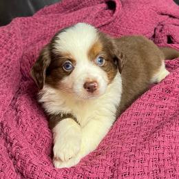 Red Tri Female - Red tri female Miniature Australian Shepherd puppy in Taunton, Massachusetts from Checkered Flag Champions Mini Aussies