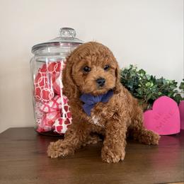 Birch- Blue Collar - Red male Cavapoo puppy in South Jordan, Utah from Simply Sweet Paws. LLC