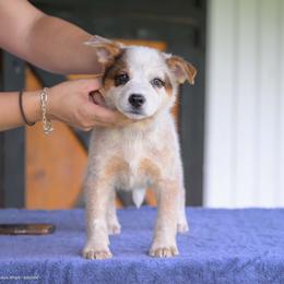 Boy 4 - Red mottled male Australian Cattle Dog puppy in Rhoadesville, Virginia from Rosewood Farms Australian Cattle Dogs
