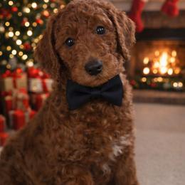 Duke Crimson Diamondcrest - Red  male Poodle puppy in Woodbridge, Virginia from Rosa Red Standard Poodles