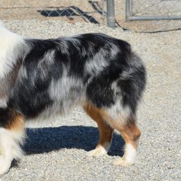 Sutter - Australian Shepherd