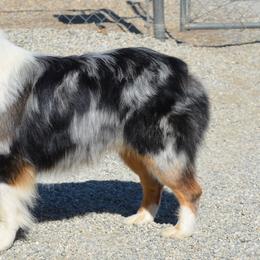 Sutter - Australian Shepherd