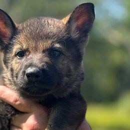 Pink collar - Sable female German Shepherd puppy in Canterbury, Connecticut from Nachtwaechter German Shepherds, LLC