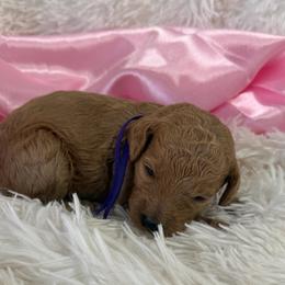 Purple girl - Apricot female Poodle puppy in Bowling Green, Kentucky from Ritzy Red Poodles