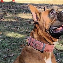 Boxers and Pomeranians from Earnest's Southern kennels
