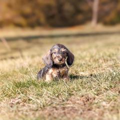Bree - Red female Dachshund puppy in Auxvasse, Missouri from Above Par Kennels