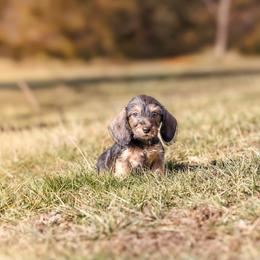 Bree - Red female Dachshund puppy in Auxvasse, Missouri from Above Par Kennels