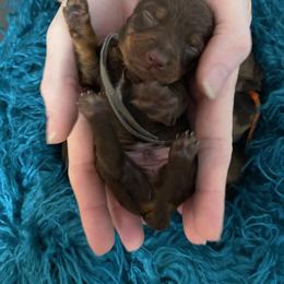 Chocolate and tan grey collar - Chocolate and tan male Dachshund puppy in Bremen, Georgia from Jones Royal Kennels