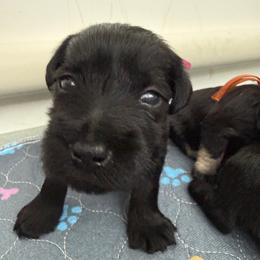 Lilla-Bee - AKC - Pink Collar - Black female Miniature Schnauzer puppy in Wheeler, Wisconsin from Sue’s Miniature Schnauzers