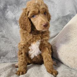 Brown Collar-Phinn - Red  male Poodle puppy in Colorado Springs, Colorado from Silly's Standard Poodles