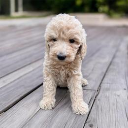 Lila - Cream female Goldendoodle puppy in Macclenny, Florida from Baker County Goldendoodles